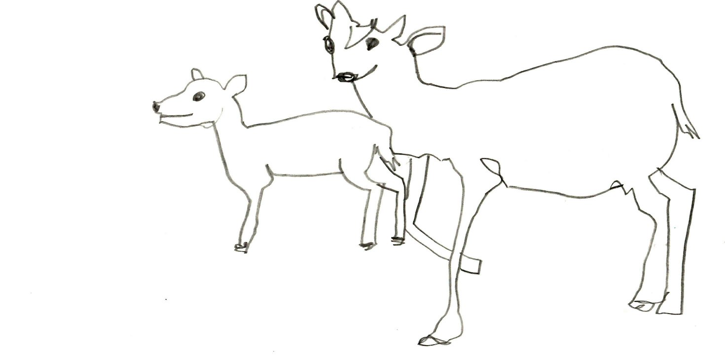 You are currently viewing Wobbly Taxidermy